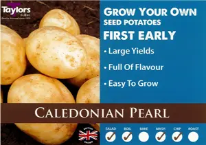 Potato Caledonian Pearl