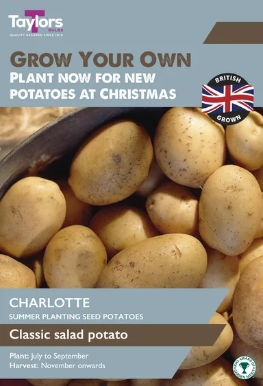Potato Charlotte - Christmas Taster Pack
