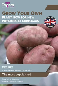 Potato Desiree - Christmas Taster Pack