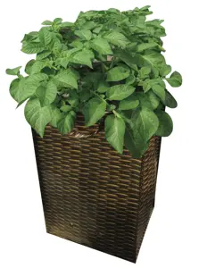 Potato - Growing Bag