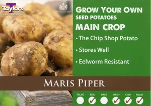 Potato Maris Piper
