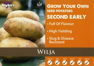 Potato Wilja