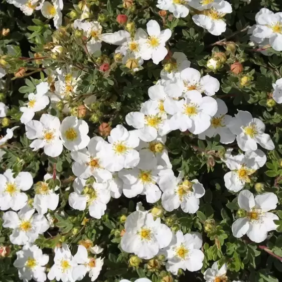 Potentilla fruticosa 'Abbotswood'