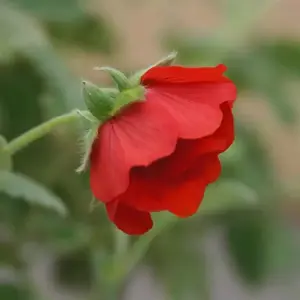 Potentilla atrosanguinea - image 1