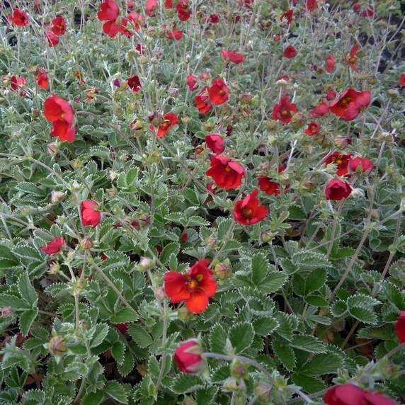 Potentilla atrosanguinea - image 2