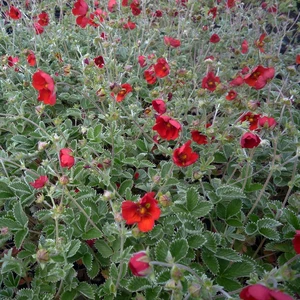 Potentilla atrosanguinea - image 2