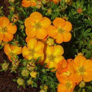 Image Credit - Bloomin’ Easy Plants, Inc.