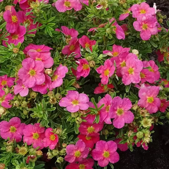 Potentilla fruticosa 'Bellissima'