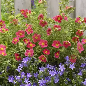 Potentilla fruticosa 'Danny Boy' - image 3