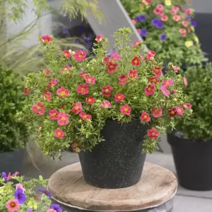 Potentilla fruticosa 'Danny Boy' - image 4