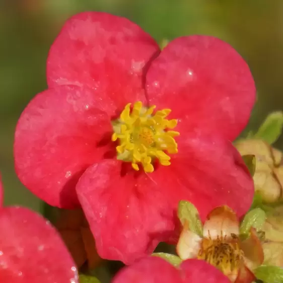 Potentilla fruticosa 'Danny Boy' - image 1