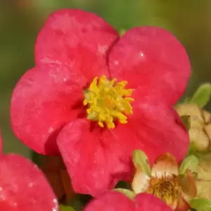 Potentilla fruticosa 'Danny Boy' - image 1