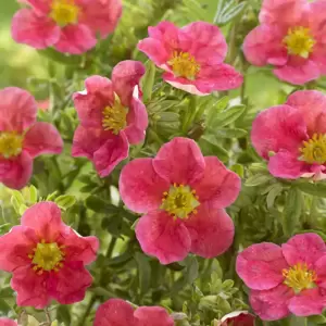 Potentilla fruticosa 'Danny Boy' - image 2