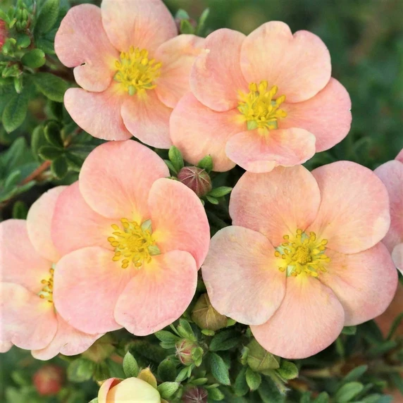 Potentilla fruticosa 'Daydawn'