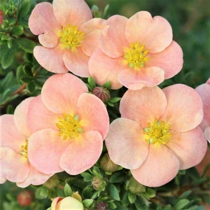 Potentilla fruticosa 'Daydawn'