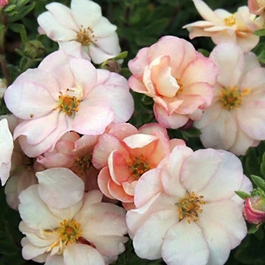 Potentilla fruticosa 'Double Punch Pastel'