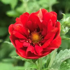 Picture Credit - Ball Horticultural Company