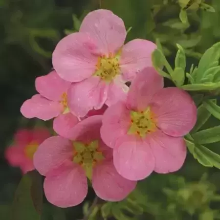 Potentilla fruticosa 'Lovely Pink'