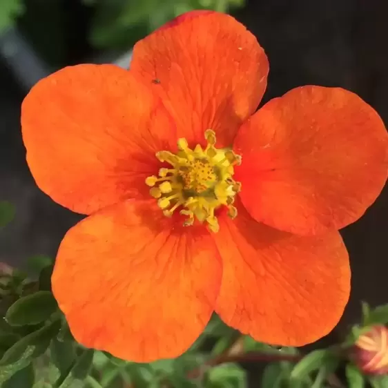 Potentilla fruticosa 'Hopley's Orange' 3L