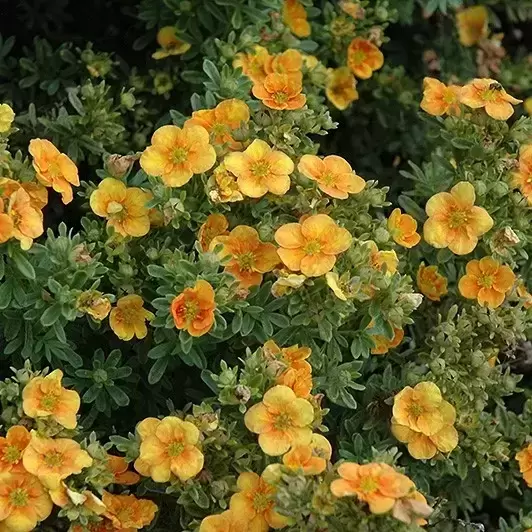 Potentilla fruticosa 'Mango Tango'