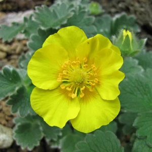 Picture Credit - Kernock Park Plants Ltd.