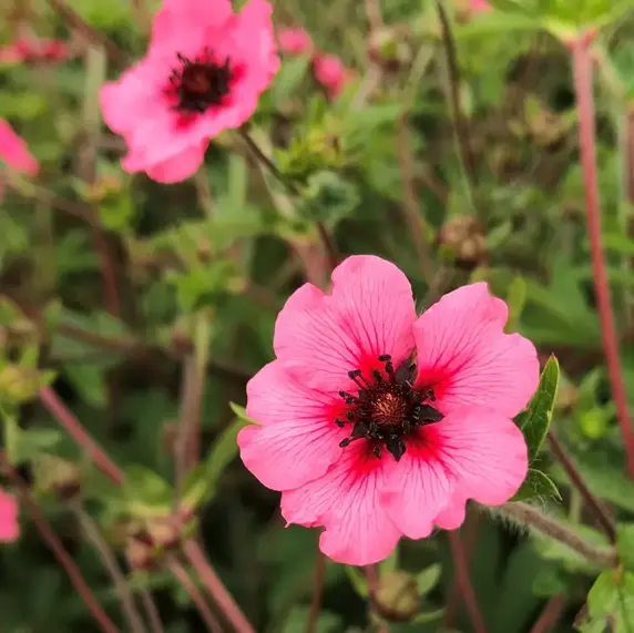 Picture Credit - Plantor