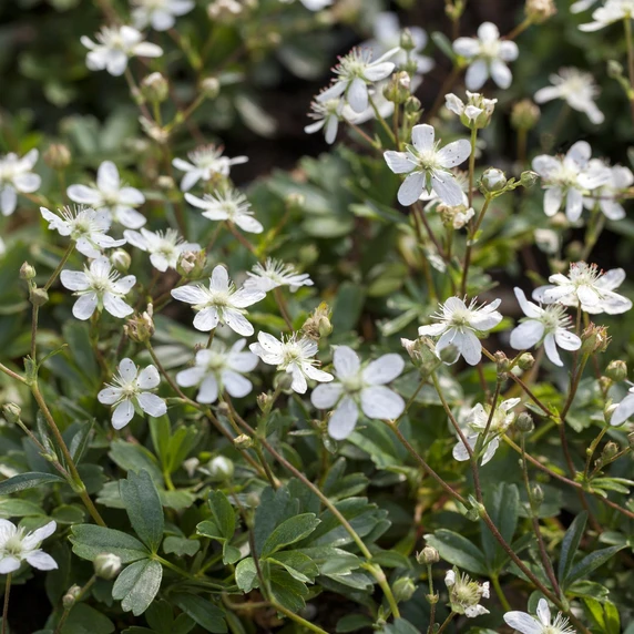 Potentilla tridentata 'Nuuk' 1L