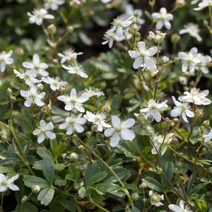 Potentilla tridentata 'Nuuk' 9cm