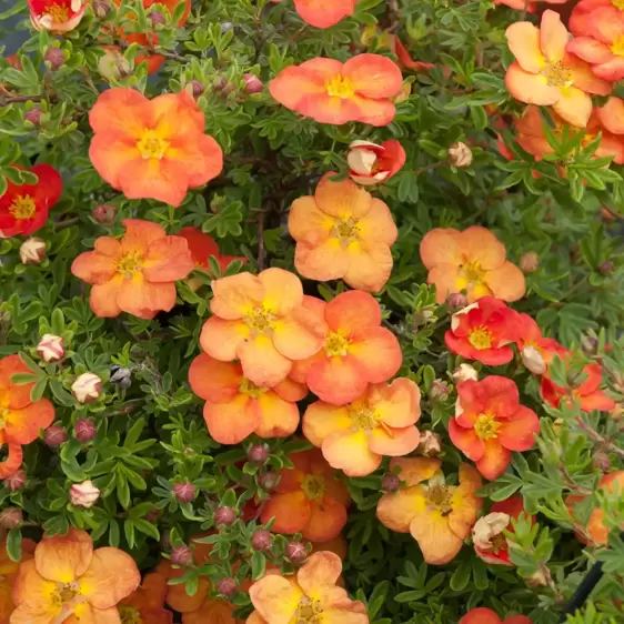 Potentilla fruticosa 'Red Ace' 3L