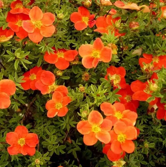 Potentilla fruticosa 'Red Robin'