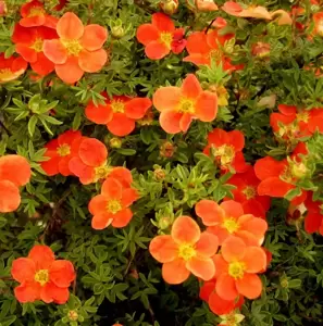 Potentilla fruticosa 'Red Robin'