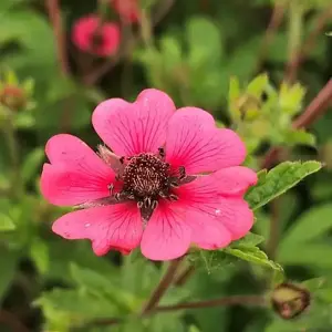 Potentilla nepalensis 'Ron McBeath' 2L