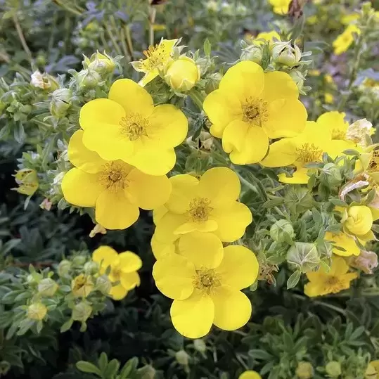 Potentilla fruticosa 'Summer Sorbet'