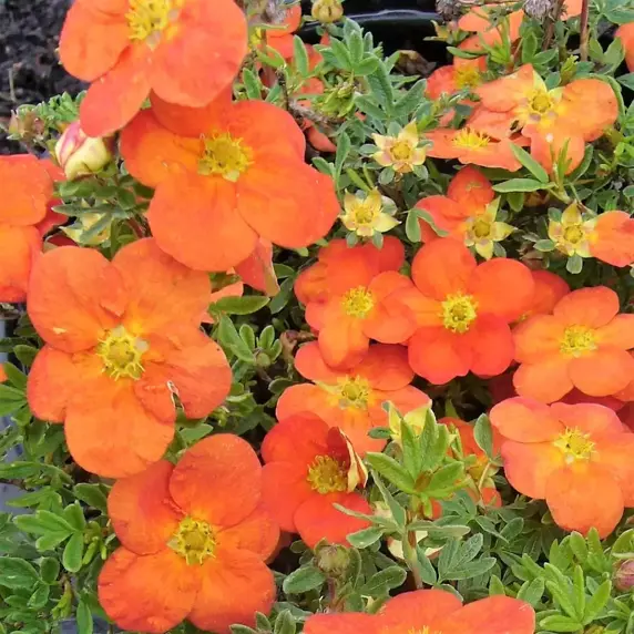 Potentilla fruticosa 'Tangerine'