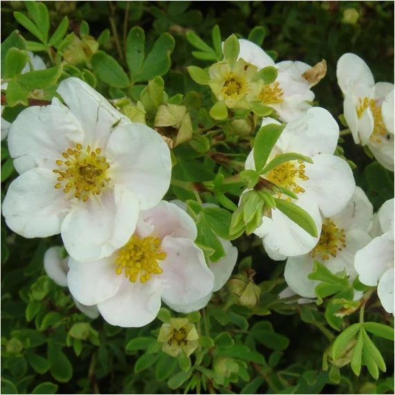 Potentilla fruticosa 'Tilford Cream'