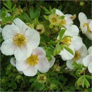 Potentilla fruticosa 'Tilford Cream'