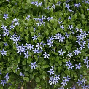 Pratia pedunculata 'County Park' 9cm