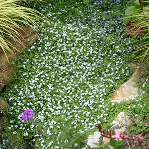 Picture - Kernock Park Plants
