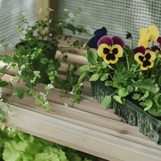 Premium 4 Tier Wooden Growhouse - image 2