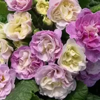 Primula