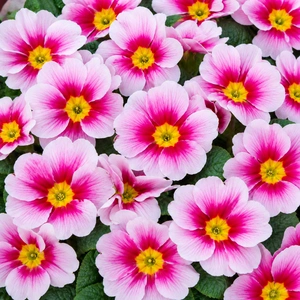 Primula vulgaris 'Alaska Appleblossom'