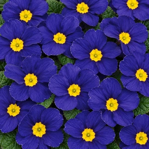 Primula vulgaris 'Alaska Blue'