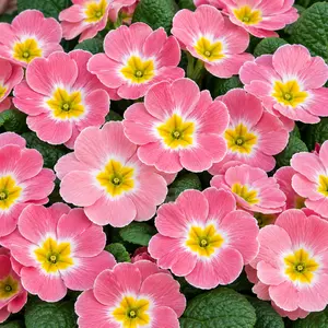 Primula vulgaris 'Alaska Blushing Coral'