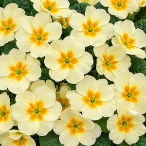 Primula vulgaris 'Alaska Cream'
