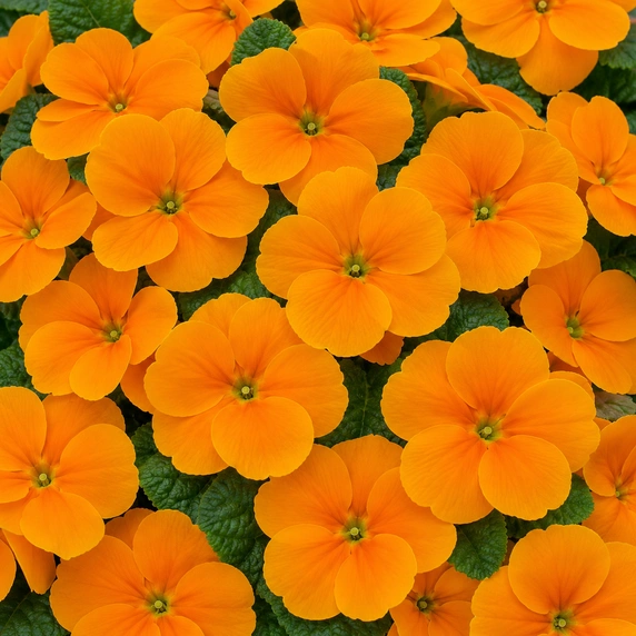 Primula vulgaris 'Alaska Orange'