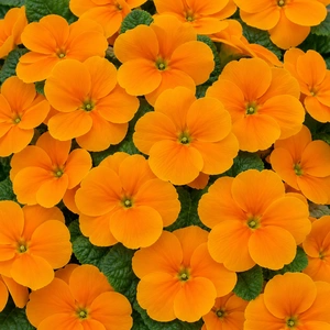 Primula vulgaris 'Alaska Orange'