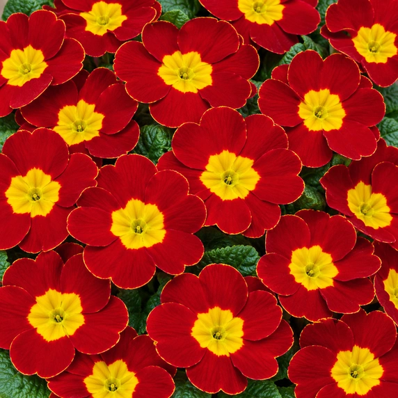 Primula vulgaris 'Alaska Red'