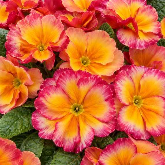 Primula vulgaris 'Alaska Salmon Gold'