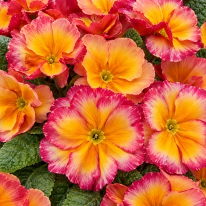 Primula vulgaris 'Alaska Salmon Gold'