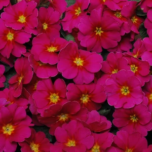Primula vulgaris 'Alaska Strawberry'